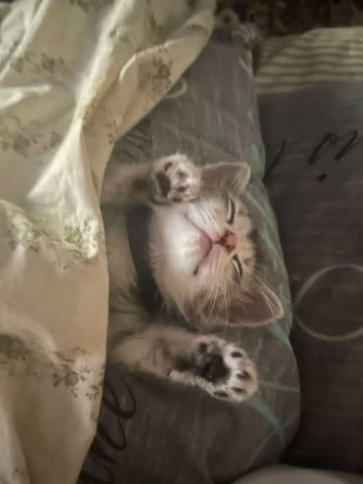Отдаю кошечку, подкинули. Примерно 2.5 месяцев