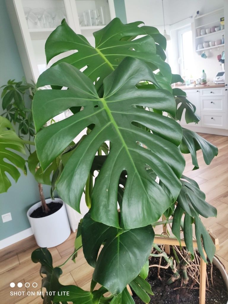 Duża Monstera Kwiat