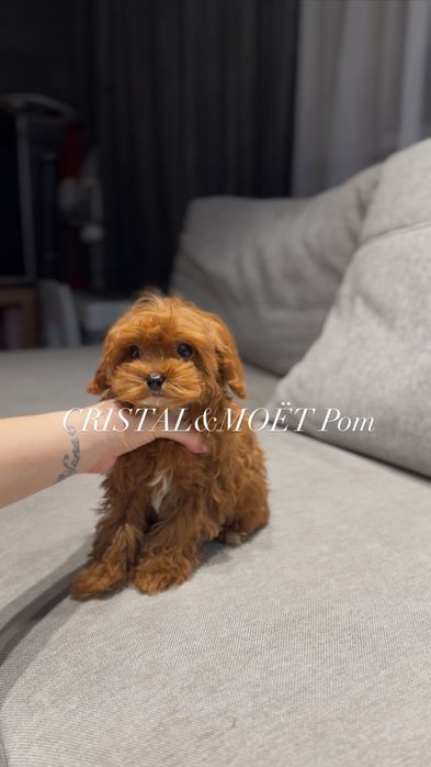 Мальчик Кавапу(мальтипу)Китай,тикап(супермини)редбраун,бебифейс