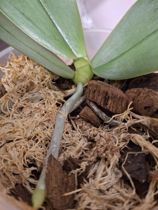 Орхідея Мікі Орхідс KS Balm