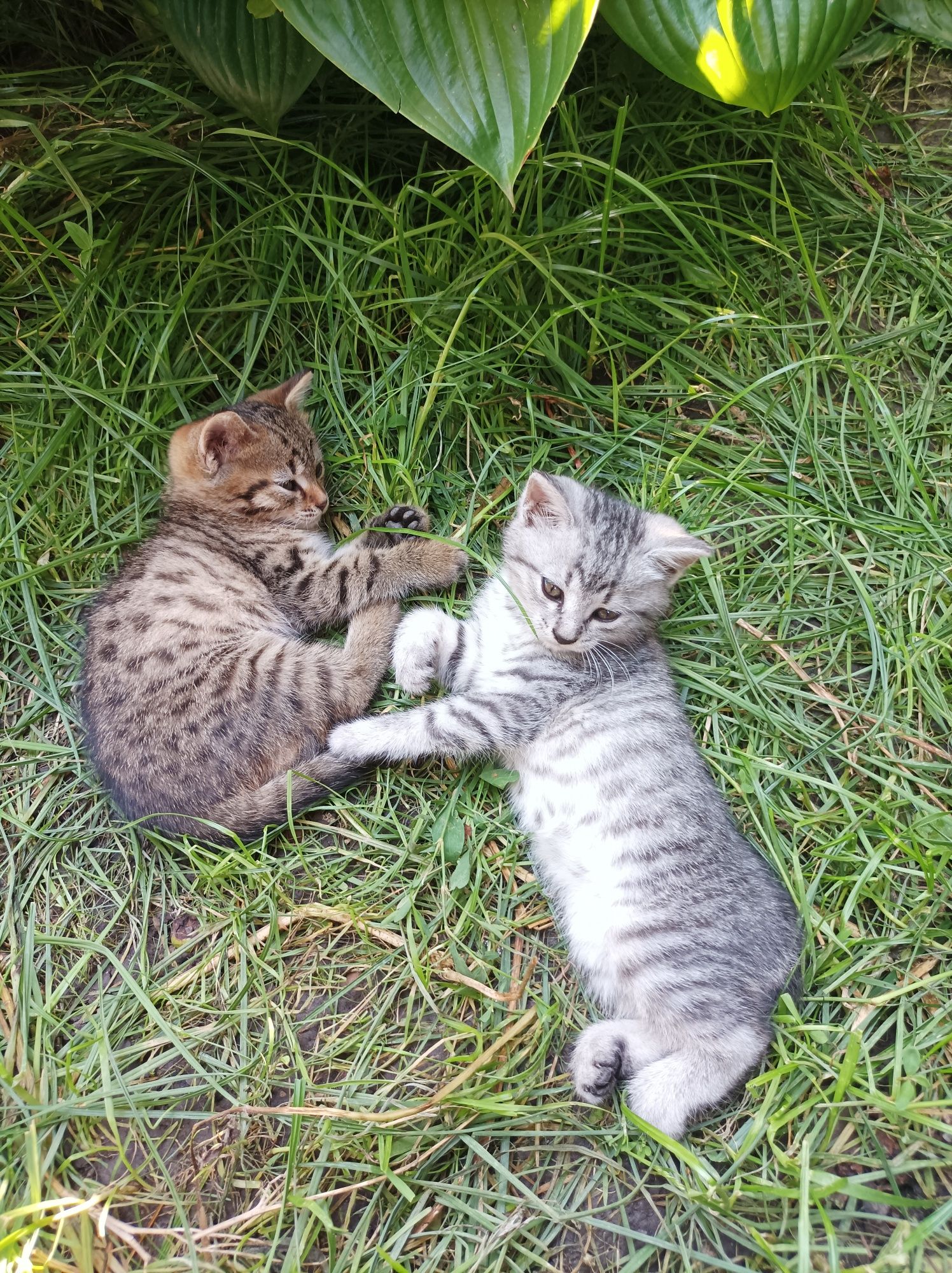 Кошенятка в добрі ручки