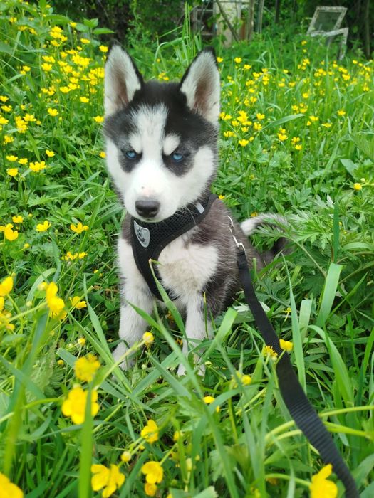 Już są piękne szuczki Syberian Hasky