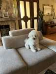 Maltipoo -samczyk
