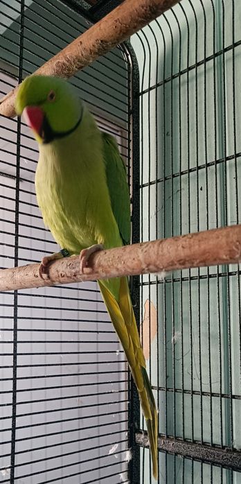 Aleksandretty obrożne Zielone Ręcznie Karmiona Samiec Samica