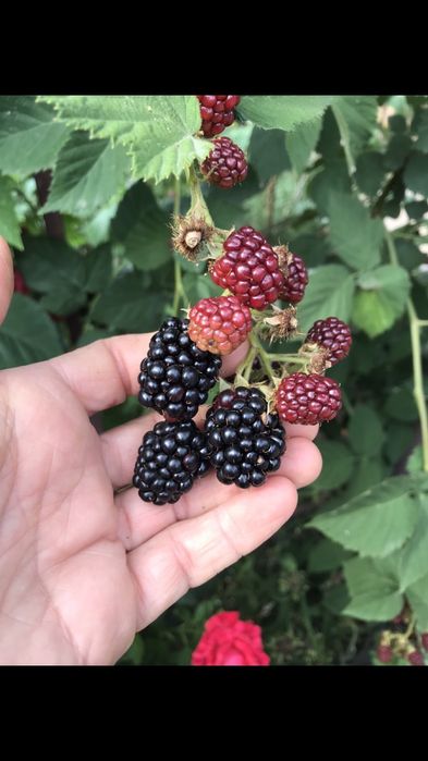 Ежевика безшипная ремонтантная