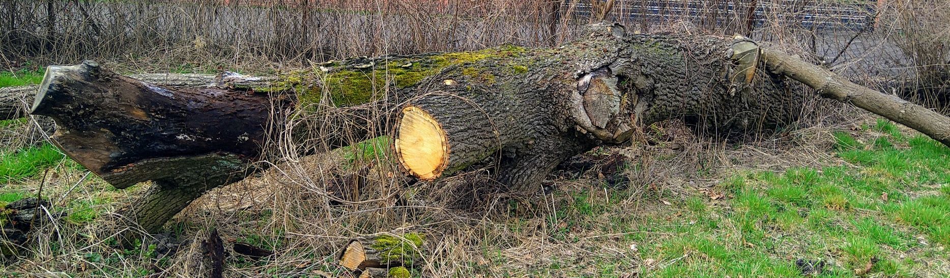 Pień kłoda dębu Okazyjnie