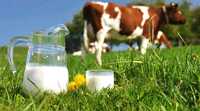 Świeże mleko prosto od krowy