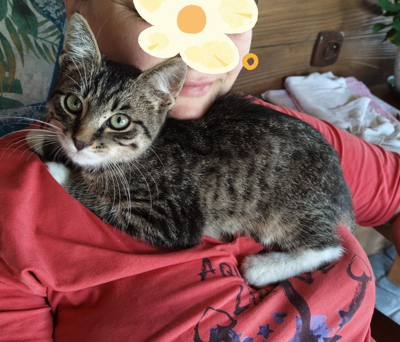 Prztulaśny mruczuś do oddania w dobre ręce