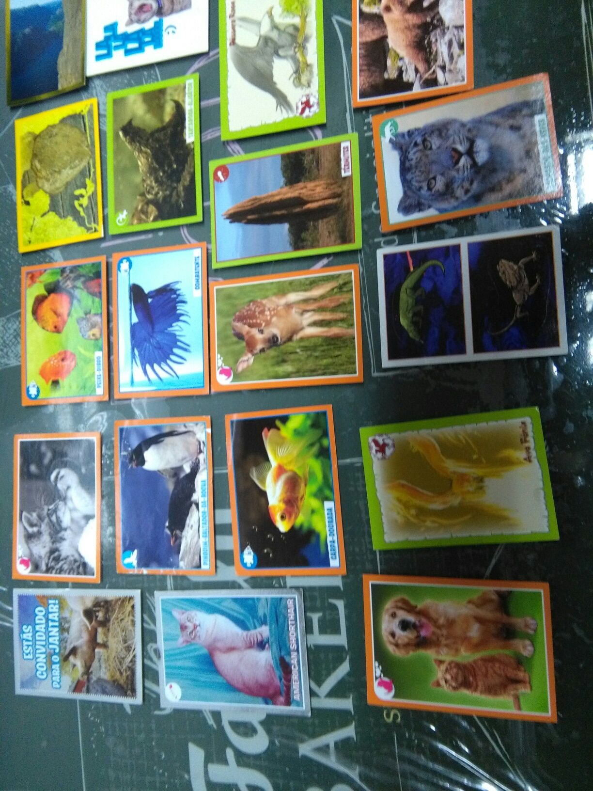 Cartas Caderneta National Geographic e Caderneta Animais