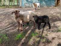 Owce,owca samiczka,