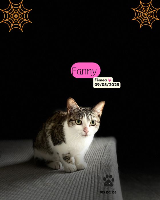 Gatinha para adoção ( Fanny)