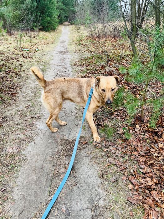 Roczny pies Arczi do adopcji