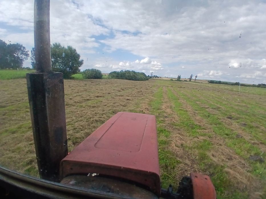 Siano w belach 120cm świeże