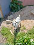 Cabras micro anas
