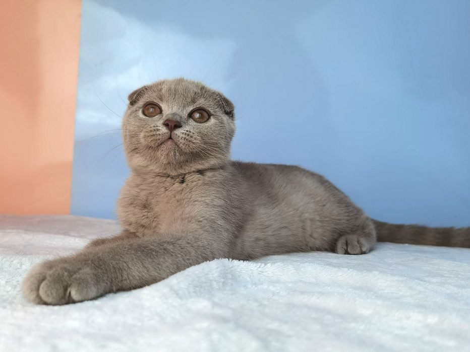 Вислоухая клубная серая кошечка