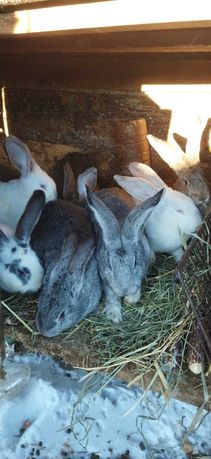 Продам кролі, породи Велікани та Європейська шиншила