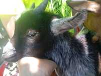 Cabrito anão meiguinho