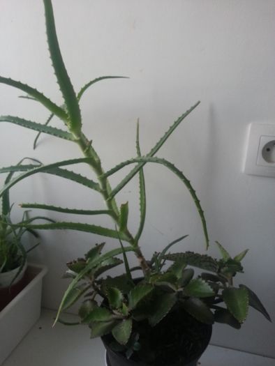 Aloes drzewiasty aloe vera kwiat doniczkowy