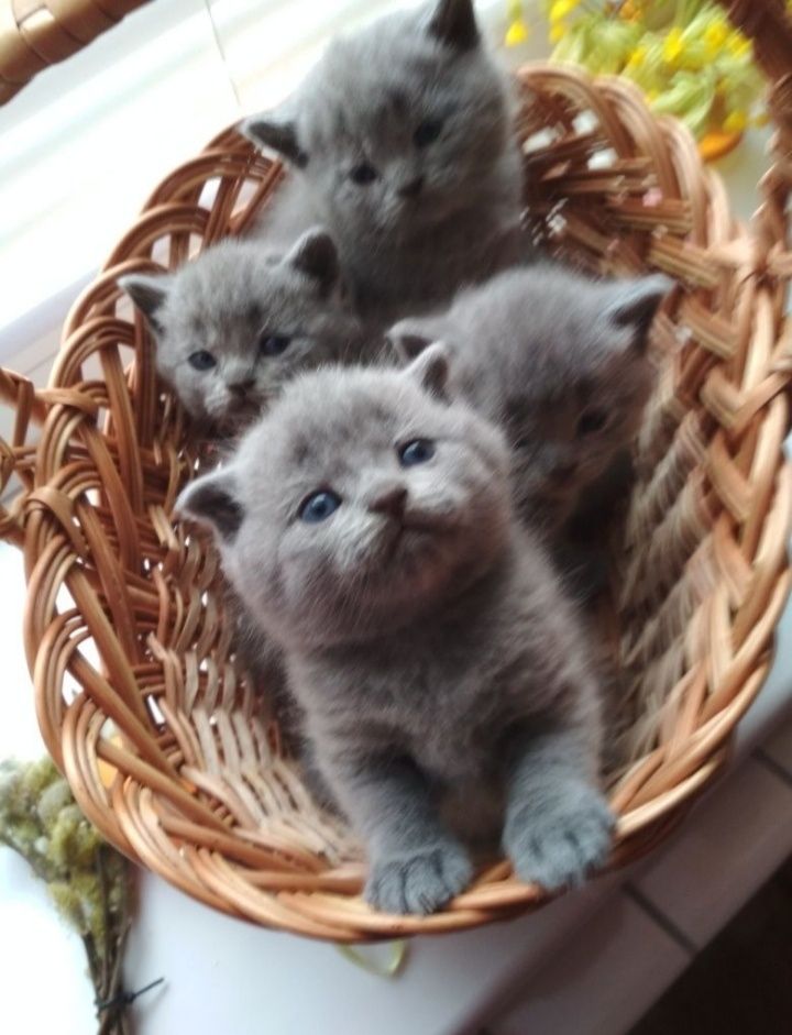 Шотландці дівчатка