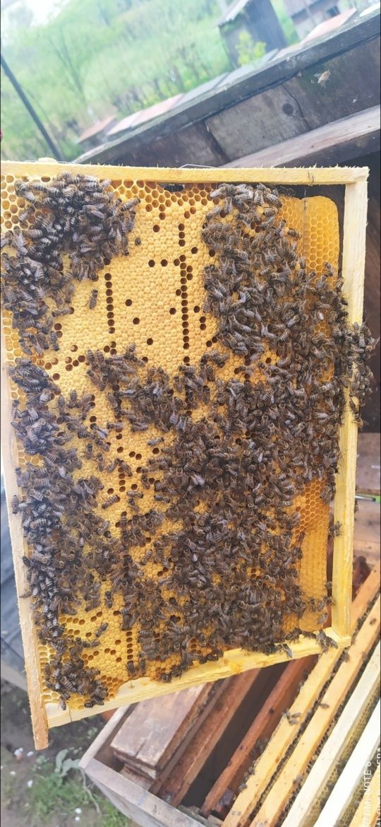Бджолопакети Карпатка!!!