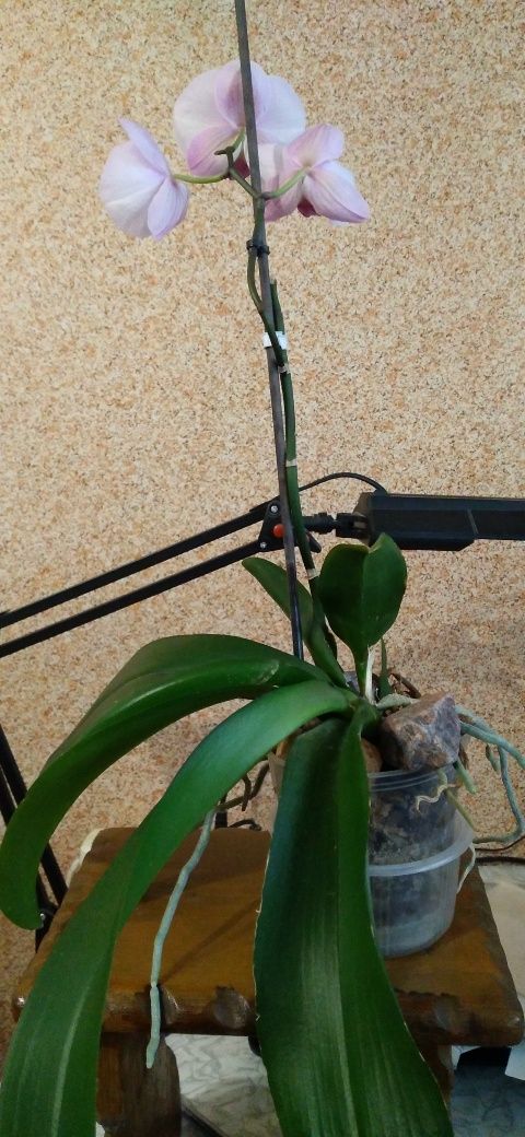 Фаленопсис орхідея  Мики Лиза 1313 (Miki Lisa 1313)