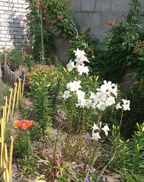 Лилии. Лілії для саду і яскравої клумби