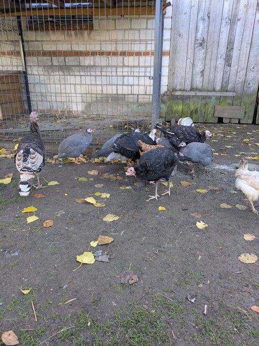 indyki perliczki koguty leghorn