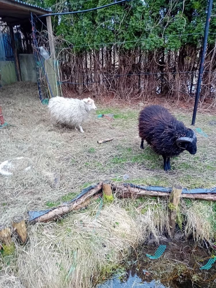 Owce owieczki miniaturki