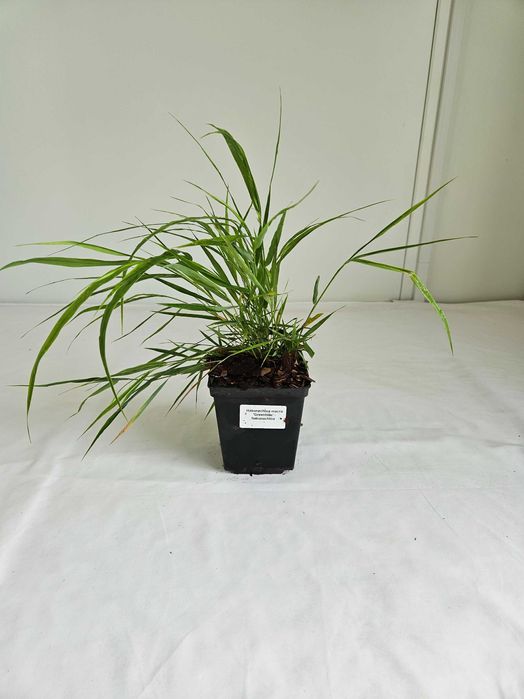 Hakonechloa macra Greenhills 30cm –ozdobna trawa do cienia doniczka 2L