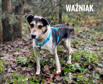 Łagodny, 15 kg, 3 letni Ważniak adopcja