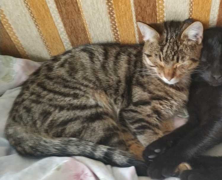 Пропав котик Соф.Борщагівка, шукаю, Винагорода 10000грн