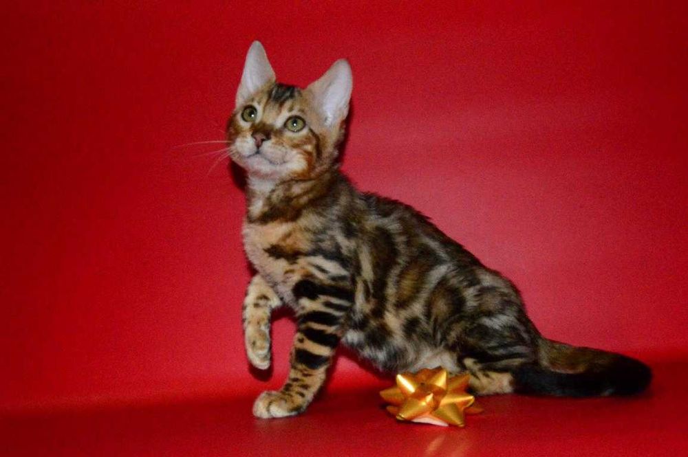 Яркий, красивый котенок. Мальчик. Документы.