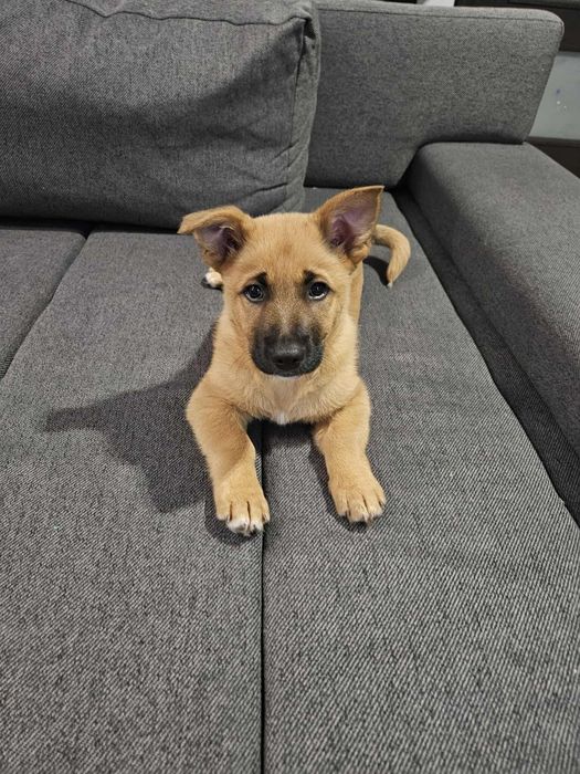 Mały bystry szczeniak, Maksio