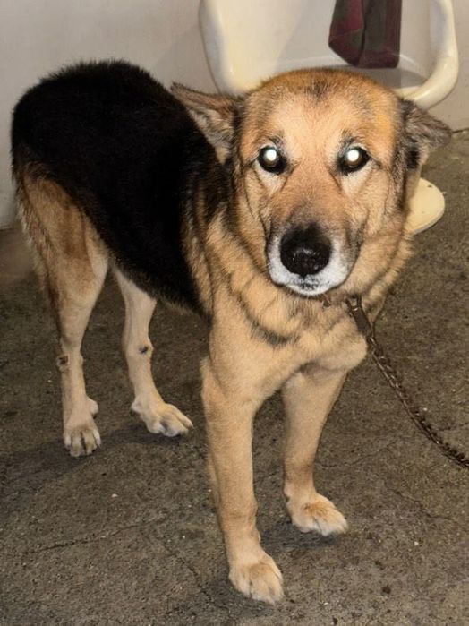 Adoção Responsável - Cão