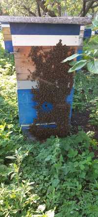 Продам пчелосемьи Карника
