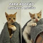 Gatinhos machos 1 mês para adoção
