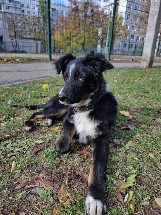 Собака в добрые руки