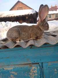 Продам кролі бельгійський велетень фландер