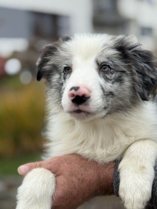 Masywny samiec Border Collie