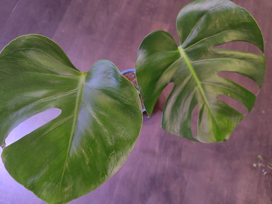 Monstera deliciosa Large Form Big Form