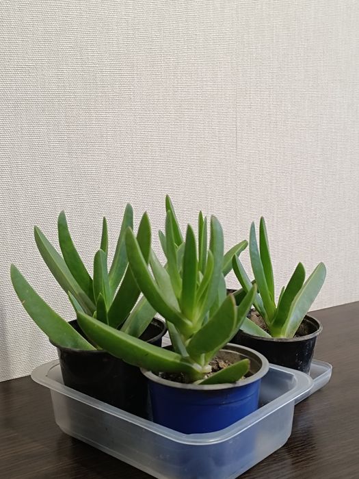 Карпобротус сукуленти