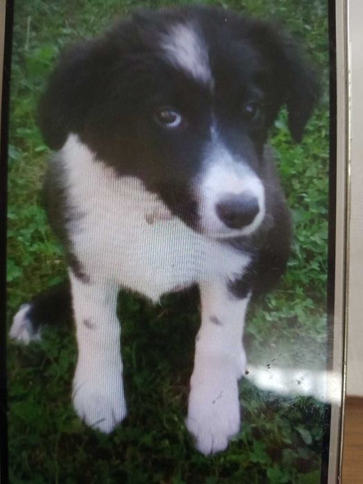 Zaginęła  suczka  maści border collie