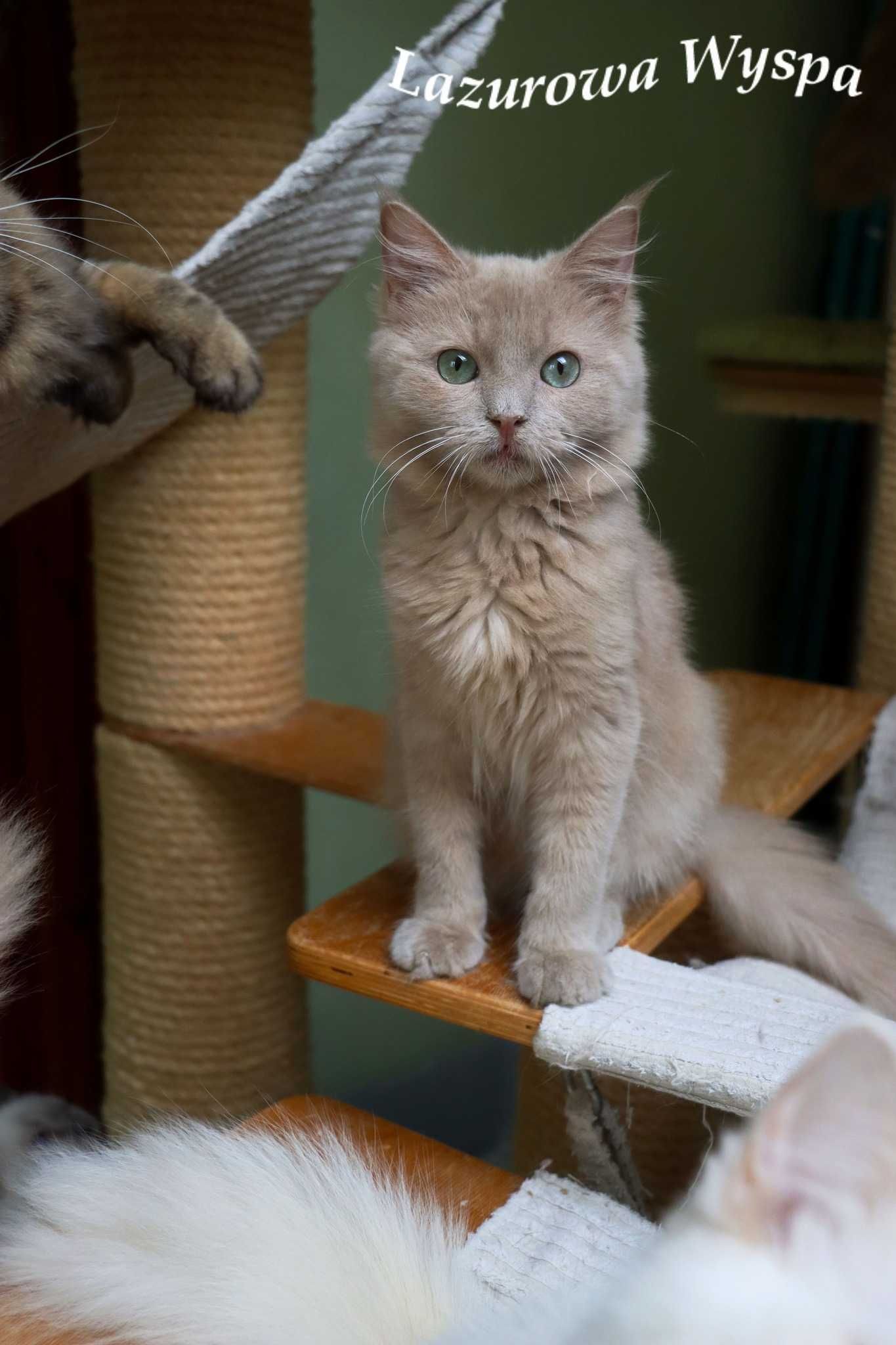 Yaro Ragdoll mink/solid