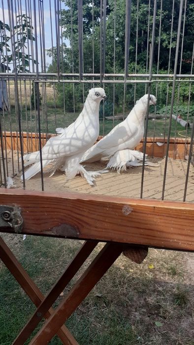 Winerki biale kosmate koroniate, szeki