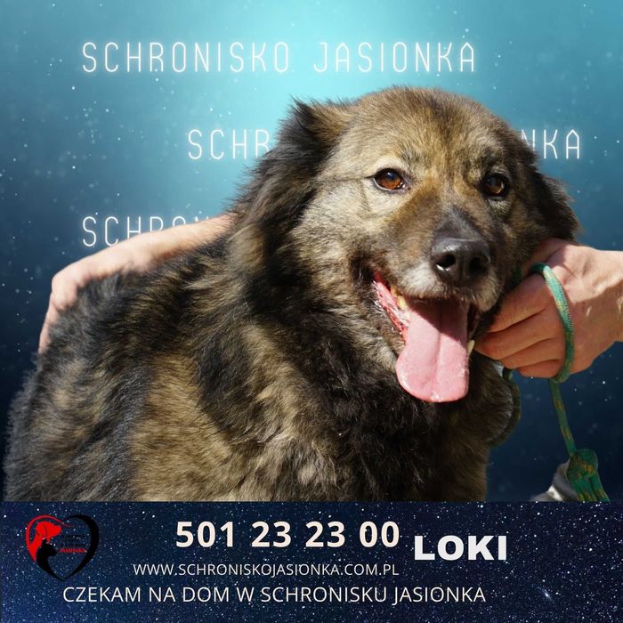 Loki-do adopcji schronisko Jasionka