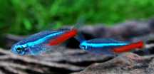 Neon neonki inessa