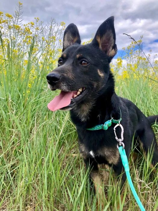 Luis szuka spokojnego domu