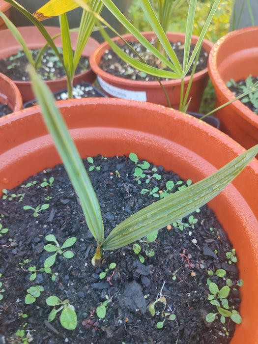 Palmeira Sabal domingensis