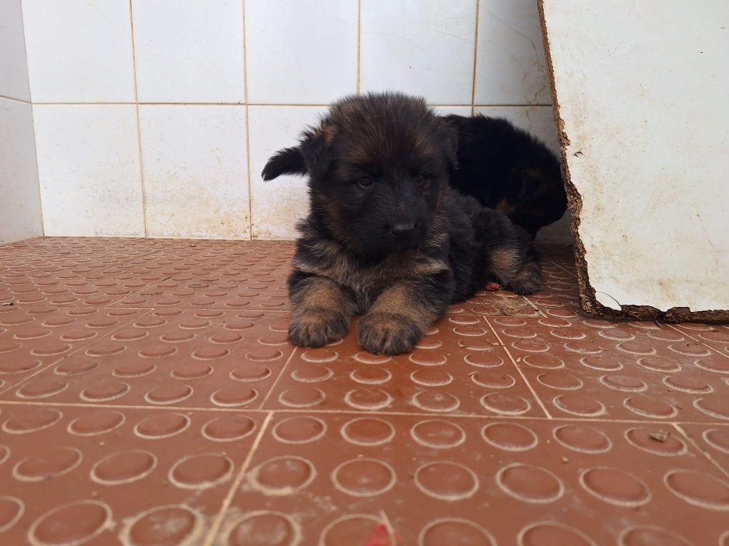 Cachorro pastor alemão