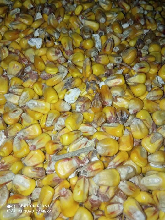 Kukurydza na pasze dla kur gołebi dla zwierząt